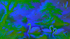 Cisnes nadando pacíficamente en las tranquilas aguas de Inis Glora.