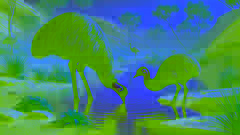 El emú y el jabirú comparten agua en un pequeño manantial escondido en el Outback australiano.
