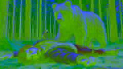 Abbas lying on the ground playing dead as a massive bear sniffs around him.