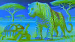 O Leopardo zombando da Tartaruga que se move lentamente no meio da savana.