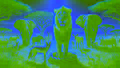 Um círculo de pegadas de patas de leão ao redor de uma piscina transparente, enquanto os animais se reúnem para beber.
