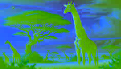 Uma majestosa Ndemi adulta se ergue imponente na savana, alcançando os altos galhos, enquanto outras girafas pastam nas proximidades.