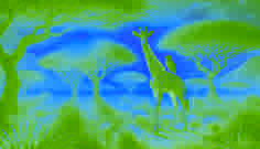 Nkanyezi se encuentra con un búho llamado Umlilo cerca de una arboleda de acacias al amanecer, marcando el inicio de su viaje.