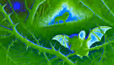Bat sneaks through thorn bushes toward a fire guarded by Lion under a starry night sky in a dense forest.
