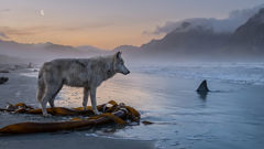 لقاء عند الشاطئ: ذئب ذو فرو مكلّل بالملح يتوقف على صخور مكسوّة بالطحالب البحرية كأنه يستمع إلى البحر.