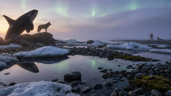 صورة متعددة الطبقات تشير إلى وجود كل من حوت الأوركا والذئب عند حافة الجليد، فيما تتلألأ أضواء الشفق القطبي.
