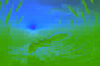Una hormiga arrastrando un pesado grano de trigo hacia su nido subterráneo al atardecer.