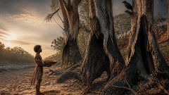 Among wounded trees, Tjarra hears grief older and steadier than his own.