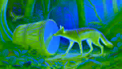 Jackal confidently approaching a drum in the forest, now understanding it.