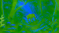 Un jaguar acechando silenciosamente a su presa en la densa selva amazónica.