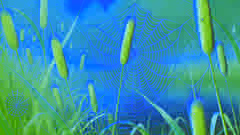 Im Morgenlicht schimmerndes Spinnennetz, das zwischen den Riedgräsern gespannt ist
