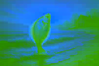 Uma sole dourada e luminosa saltando da água sob um sol nascente