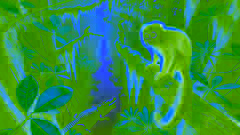 Le singe perché en haut d’un arbre, méditant à une astucieuse ruse pour échapper à l’embuscade mortelle du crocodile.