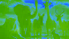 Animals celebrating together at sunset in the savannah