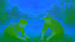 Tan and Lang, two Vietnamese brothers, working together in lush rice fields at sunrise