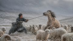 He kept the flock together by one rope, one shout, and one thin thread of thought.