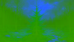 Ein junger Tannenbaum, der in einem frühen Frühlingswald gen Himmel streckt.