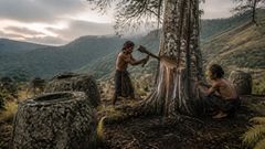 El tronco elegido respondió al hacha con una nota demasiado grave para la madera ordinaria.