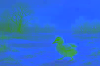 Um patinho cinza vagando sozinho por uma paisagem coberta de neve.