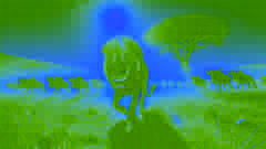 Lion prowling under moonlit sky as prey huddles in distant shadows