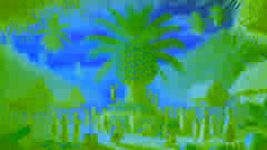 Tall coconut tree laden with ripe fruit overlooking a Samoan village