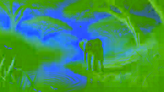 Ein Elefantenbaby steht am schattigen Flussufer, das von Akazienbäumen gesäumt ist.