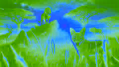 O Leão e o Chacal da Savana