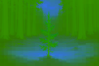 La lección del árbol de abeto