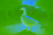 The Goose That Laid the Golden Eggs