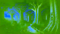 Le Mystérieux Bosquet de Baobabs