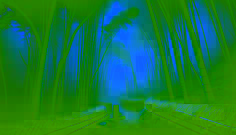 The Bamboo Grove of Jeju