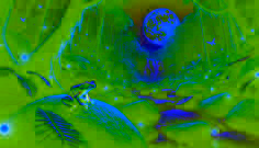 The Coquí’s Midnight Serenade