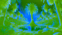 Die Palmenjungfer
