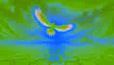 The Rain Bird’s Flight