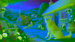 The Foolish Dog