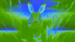 Der kluge Hase und der Löwe