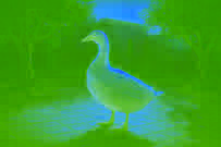 L'oie aux œufs d'or